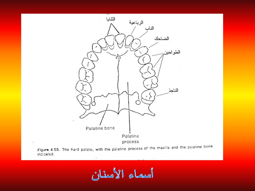 تجويد الحرف - مخارج الحروف